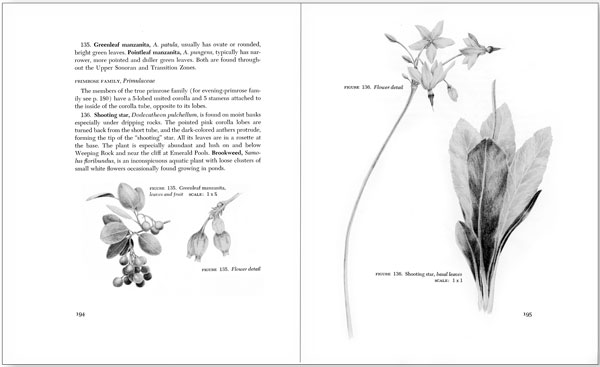 Plants of Zion interior spread.