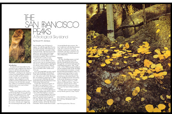 Design of interior of Plateau Magazine